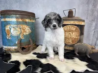 Groovy, a male Poodle - Multi-Colored Standard for sale in Sarcoxie, MO – 5 of 8