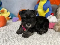 Duchess  Fluffington, a female Miniature Schnauzer for sale in Sarcoxie, MO – 7 of 10
