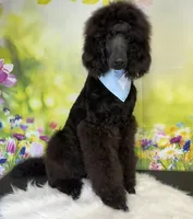 Turkey, a male Poodle - Standard  for sale in Sarcoxie, MO – Photo 10 of 10