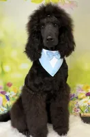 Turkey, a male Poodle - Standard  for sale in Sarcoxie, MO – Photo 9 of 10