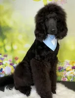 Turkey, a male Poodle - Standard  for sale in Sarcoxie, MO – Photo 5 of 10