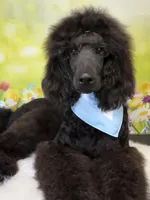 Turkey, a male Poodle - Standard  for sale in Sarcoxie, MO – Photo 4 of 10