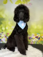 Turkey, a male Poodle - Standard  for sale in Sarcoxie, MO – Photo 7 of 10