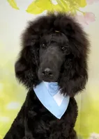 Turkey, a male Poodle - Standard  for sale in Sarcoxie, MO – Photo 3 of 10