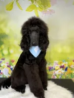 Turkey, a male Poodle - Standard  for sale in Sarcoxie, MO – Photo 8 of 10