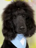 Turkey, a male Poodle - Standard  for sale in Sarcoxie, MO – Photo 1 of 10