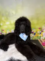 Turkey, a male Poodle - Standard  for sale in Sarcoxie, MO – Photo 6 of 10