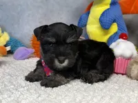 Duchess  Fluffington, a female Miniature Schnauzer for sale in Sarcoxie, MO – 1 of 10