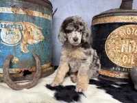 Riff, a male Poodle - Multi-Colored Standard for sale in Sarcoxie, MO – 7 of 8