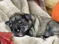 Liesel, a female Miniature Schnauzer for sale in Sarcoxie, MO – 8 of 10