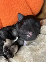 Heidi, a female Miniature Schnauzer for sale in Sarcoxie, MO – 6 of 9
