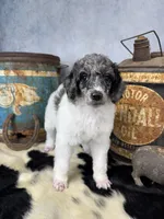 Groovy, a male Poodle - Multi-Colored Standard for sale in Sarcoxie, MO – 2 of 8