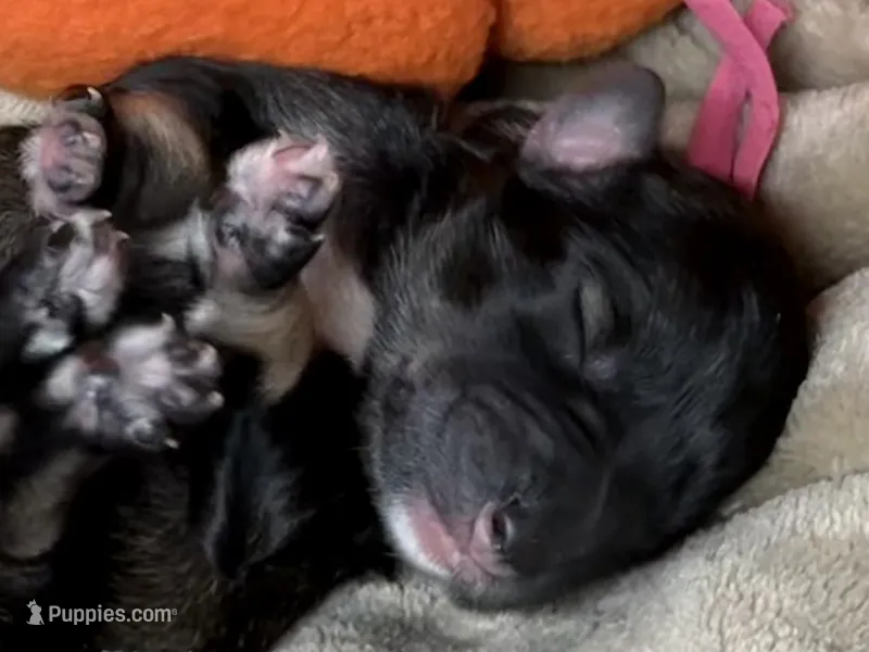 Greta  – Miniature Schnauzer puppy for sale in Sarcoxie, MO