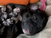 Greta , a female Miniature Schnauzer for sale in Sarcoxie, MO – 1 of 10