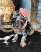 Wednesday, a female Poodle - Standard  for sale in Sarcoxie, MO – 8 of 10