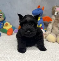 Lady Wigglebottom, a male Miniature Schnauzer for sale in Sarcoxie, MO – 2 of 7