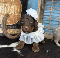Fauna, a female Poodle - Multi-Colored Standard for sale in Sarcoxie, MO – 7 of 10