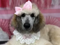 Adelaide, a female Poodle - Standard  for sale in Sarcoxie, MO – Photo 1 of 10