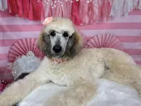 Adelaide, a female Poodle - Standard  for sale in Sarcoxie, MO – Photo 4 of 10