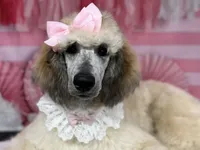 Adelaide, a female Poodle - Standard  for sale in Sarcoxie, MO – Photo 3 of 10