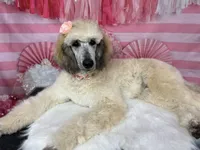 Adelaide, a female Poodle - Standard  for sale in Sarcoxie, MO – Photo 2 of 10