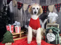 Adelaide, a female Poodle - Standard  for sale in Sarcoxie, MO – Photo 8 of 10