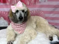 Adelaide, a female Poodle - Standard  for sale in Sarcoxie, MO – Photo 5 of 10