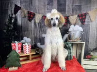 Adelaide, a female Poodle - Standard  for sale in Sarcoxie, MO – Photo 10 of 10