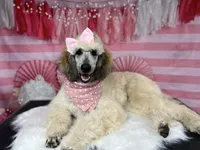 Adelaide, a female Poodle - Standard  for sale in Sarcoxie, MO – Photo 6 of 10