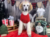 Adelaide, a female Poodle - Standard  for sale in Sarcoxie, MO – Photo 9 of 10