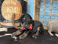 Thing, a male Poodle - Multi-Colored Standard for sale in Sarcoxie, MO – 8 of 10
