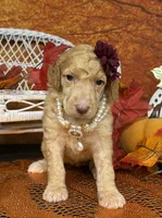 Morticia, a female Poodle - Multi-Colored Standard for sale in Sarcoxie, MO – 5 of 8