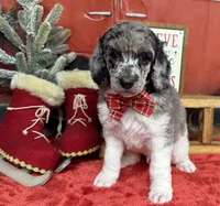 Biscuit, a male Poodle - Multi-Colored Standard for sale in Sarcoxie, MO – Photo 10 of 10