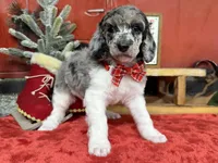 Biscuit, a male Poodle - Multi-Colored Standard for sale in Sarcoxie, MO – Photo 9 of 10