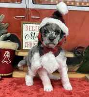 Biscuit, a male Poodle - Multi-Colored Standard for sale in Sarcoxie, MO – Photo 2 of 10