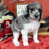 Biscuit, a male Poodle - Multi-Colored Standard for sale in Sarcoxie, MO – Photo 8 of 10
