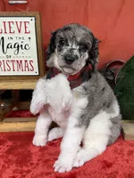 Biscuit, a male Poodle - Multi-Colored Standard for sale in Sarcoxie, MO – Photo 7 of 10