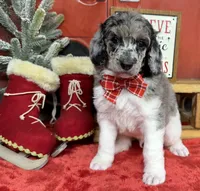 Biscuit, a male Poodle - Multi-Colored Standard for sale in Sarcoxie, MO – Photo 4 of 10