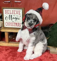 Biscuit, a male Poodle - Multi-Colored Standard for sale in Sarcoxie, MO – Photo 6 of 10
