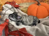 Liesel, a female Miniature Schnauzer for sale in Sarcoxie, MO – 5 of 10