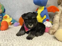 Duchess  Fluffington, a female Miniature Schnauzer for sale in Sarcoxie, MO – 6 of 10