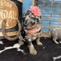 Wednesday, a female Poodle - Standard  for sale in Sarcoxie, MO – 4 of 10