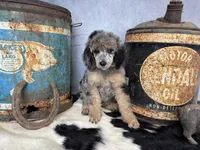 Rhythm, a female Poodle - Multi-Colored Standard for sale in Sarcoxie, MO – 7 of 8