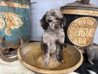 Disco, a male Poodle - Multi-Colored Standard for sale in Sarcoxie, MO – 6 of 8