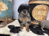 Shimmy, a female Poodle - Multi-Colored Standard for sale in Sarcoxie, MO – 6 of 8