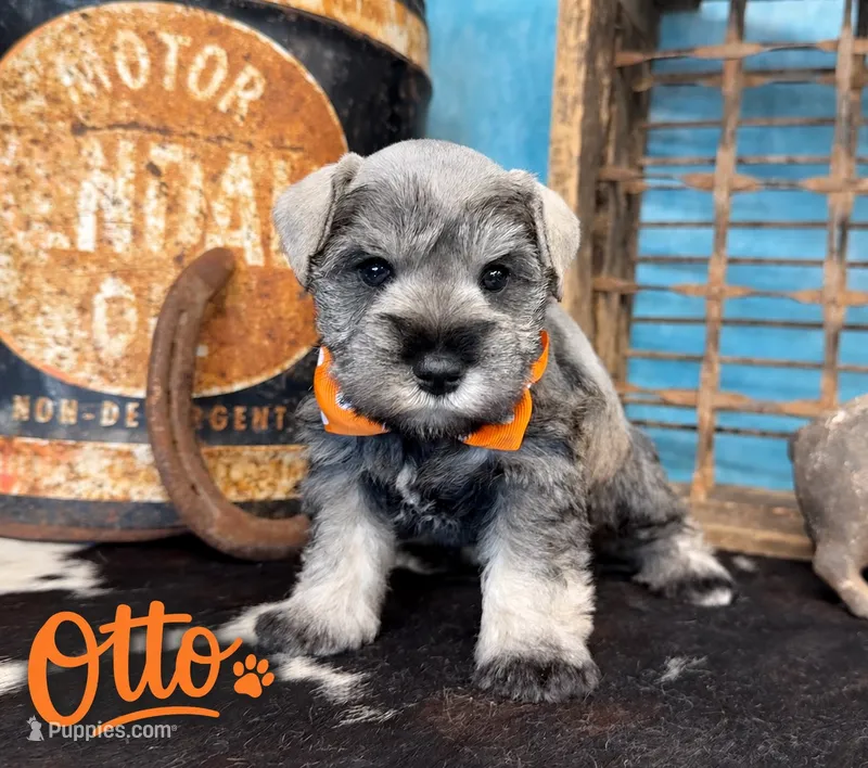 Otto – Miniature Schnauzer puppy for sale in Sarcoxie, MO