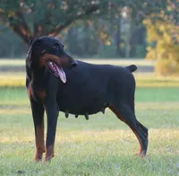 Grin - Female, a female Doberman Pinscher for sale in Georgiana, AL – Photo 3 of 4