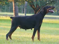 Grin - Female, a female Doberman Pinscher for sale in Georgiana, AL – Photo 4 of 4