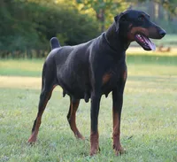 Grin - Female, a female Doberman Pinscher for sale in Georgiana, AL – Photo 2 of 4