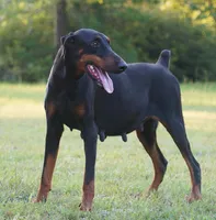 Grin - Female, a female Doberman Pinscher for sale in Georgiana, AL – Photo 1 of 4